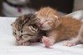 Lovely kittens newborn sleeping