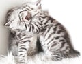 Lovely kittens are playing. Royalty Free Stock Photo