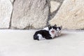 Lovely kittens on the street. Urban animal domesticated life concept