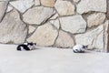 Lovely kittens on the street. Urban animal domesticated life concept