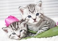 Lovely kittens with tulip Royalty Free Stock Photo