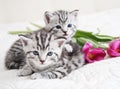 Lovely kittens with tulip Royalty Free Stock Photo