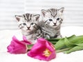 Lovely kittens with flowers