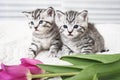 Lovely kittens with flowers Royalty Free Stock Photo