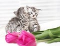 Lovely kittens with flowers Royalty Free Stock Photo