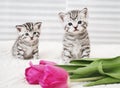 Lovely kittens with tulip Royalty Free Stock Photo