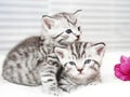 Lovely kittens with tulip Royalty Free Stock Photo