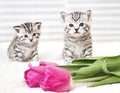 Lovely kittens with tulip Royalty Free Stock Photo