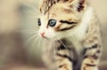 lovely kitty with blue eyes Royalty Free Stock Photo