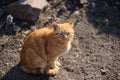 lovely kitty sitting on the ground Royalty Free Stock Photo