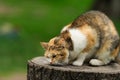 lovely kitty on the stump Royalty Free Stock Photo