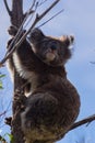 Lovely Koala