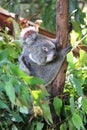 Lovely koala on a tree