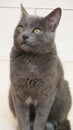 Cute korat cat Royalty Free Stock Photo