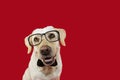 Lovely labrador dog wearing glasses and black neck tie. Isolated against red colored background