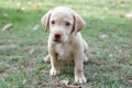 Lovely labrador puppy playing in a garden.