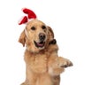 lovely labrador retriever dog with bunny ears panting and holding paws up