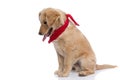 Lovely labrador retriever dog with red bandana looking down