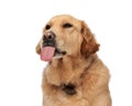 lovely labrador retriever dog sticking out tongue and panting Royalty Free Stock Photo