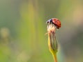 Lovely Ladybug