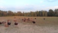 Lovely landscape of nature with ostriches.