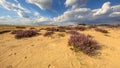 Lovely landscape scene of heathland