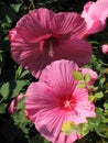 Hollyhocks are a large and brightly colored variety of flower