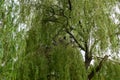 Lovely large tree with green leaves, birds resting on the branches. Finsbury Park