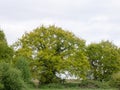 Lovely large tree outside in the spring afternoon in the country