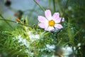 Last winter flowers covered in snow