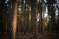 Lovely late summer forest landscape