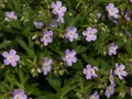 Lovely Lavender Wild Geranium Flowers Royalty Free Stock Photo