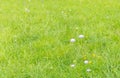 Lovely lawn green grass with flowers. Nature background