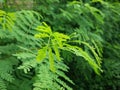 Lovely leaf tops a faint green hue