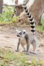 The lovely Lemur walking Royalty Free Stock Photo