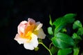 Lovely light orange pink petal of rose flower in spring season at a botanical garden isolated on black background.