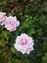 Lovely Light pink rose and greenish leaf