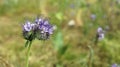 Lovely light purple flower called blueweed.