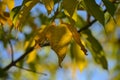 Lovely light and shadow on the yellow and green leaves on the branch. Autumn sunny day. Light and shadow. Warm autumn. Royalty Free Stock Photo