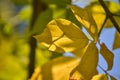 Lovely light and shadow on the yellow and green leaves on the branch. Autumn sunny day. Light and shadow. Warm autumn. Royalty Free Stock Photo