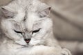 Lovely light shorthair British cat looks down thoughtfully on light background close-up. Veterinary concept and ecology of human