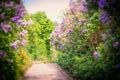 Lovely Lilac blooming over sky background. Outdoor nature background with Lilac blossom in garden park