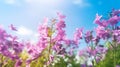 Lovely lilac flowers bells on background of blue sky outdoors in nature. Summer spring natural landscape Royalty Free Stock Photo