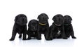 Lovely line of five labrador retriever puppies looking up