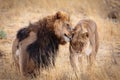 A lovely lion couple cuddling Royalty Free Stock Photo