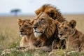 Lovely lion family endangered animal wildlife, group of lion in savanna. generative ai