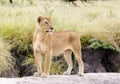 Lovely lioness gracefully standing on a rock