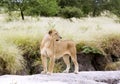 Lovely lioness gracefully standing on a rock