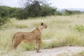 Lovely lioness gracefully standing in the savannah