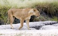 Lovely lioness gracefully standing in the savannah